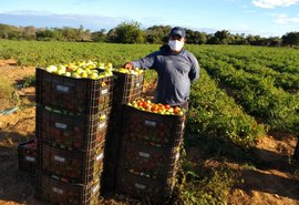 Vacinação: CNA pede prioridade para produtores