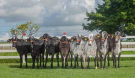 Leilão Genética de Berço traz lote especial de animais produtores de leite A2A2