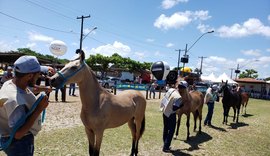 72ª Expoagro Alagoas terá programação especial para o Mangalarga Marchador