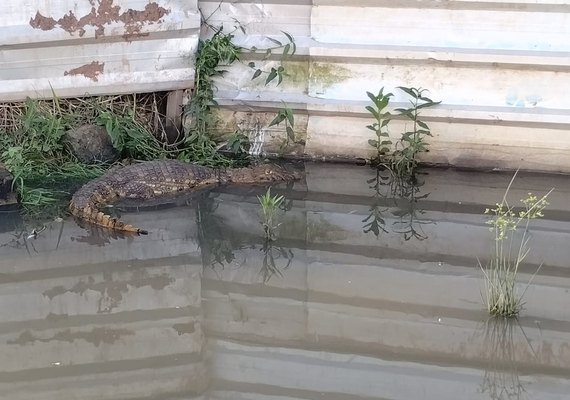 Jacaré é encontrado em estação ferroviária em Bebedouro