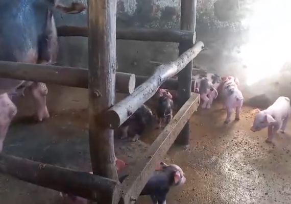 VÍDEO: Filhote de suíno nasce com dois sexos no interior de Alagoas