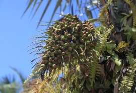 Biodiversidade da Caatinga vira produtos e oportunidades econômicas