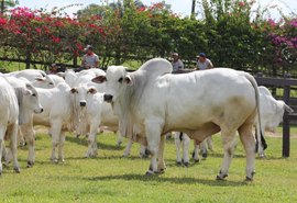 Leilão Nelore Barros Correia vai comemorar 40 anos de seleção