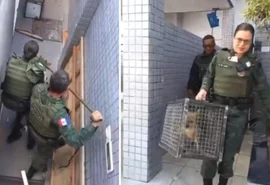 Raposa é resgatada após ficar presa em lixeira na Serraria