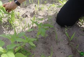 Agricultura regenerativa transforma a produção rural no sul de Alagoas