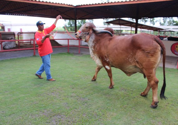 Genética de Berço terá animais de cabeceira da Agropecuária Pereira