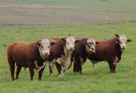 Subprodutos da indústria na nutrição de bovinos promovem benefícios ambientais