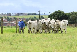 2º Brahman RB Agropecuária ocorre nesta quarta (13)