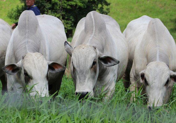 Leilão Mega Touros abre a estação de monta em Alagoas