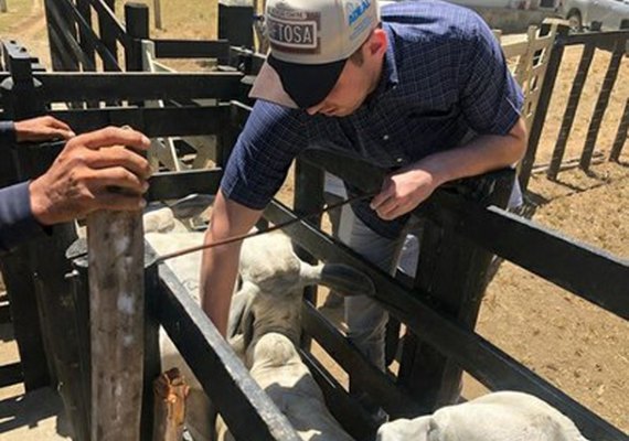 Alagoas bate meta e vacina 96% do rebanho contra a aftosa