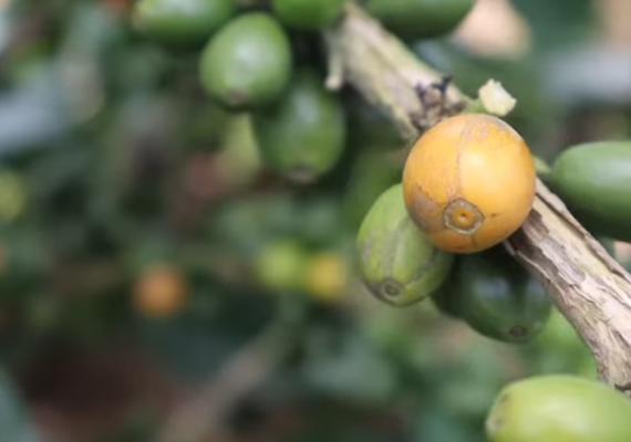 Matéria do Alagoas Rural sobre café em União passa de 27 mil views