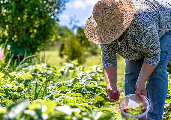 Banco do Nordeste amplia limite de financiamento  para agricultores familiares