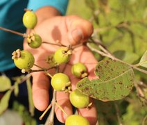 Pesquisa investiga relação entre os nomes dos alimentos e o consumo