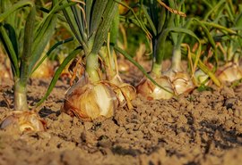 Zoneamento Climático agora abrange o cultivo de cebola