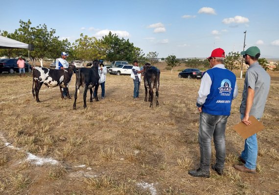 Julgamentos de animais da 37ª Expo Bacia Leiteira terminam nesta sexta (04)