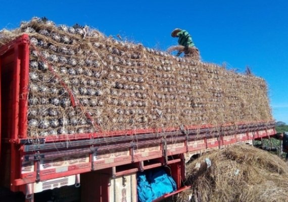 Abacaxi produzido em Alagoas conquista o mercado paulista