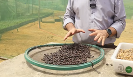 Produtores rurais investem na cafeicultura em União dos Palmares