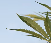 40g de maconha: muito ou pouco? Como o STF definiu a quantidade