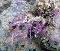 Pesquisador da Ufal identifica 5 novas espécies de esponjas marinhas