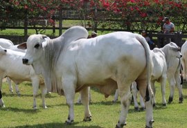 1ª Agro Feira IBC trará palestras sobre a geopolítica da pecuária brasileira e o mercado