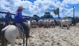 Leilões Santa Nazaré e Varrela ofertam fêmeas genotipadas e touros com RGD