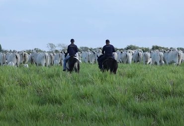 Leilão de Fêmeas Santa Nazaré & Varrela Pecuária acontece neste sábado, 18, em Maceió