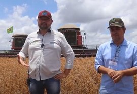 Plantio de soja direto na palhada da cana auxilia produção do grão e aquece mercado de Alagoas