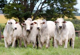 Encorte vai discutir desenvolvimento da pecuária no Nordeste