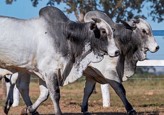 Leilão Capão de Angico Nordeste será uma das novidades da Expoagro