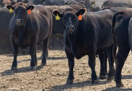Estudo aponta que Brasil precisa avançar em rastreabilidade para atender exigências da União Europeia
