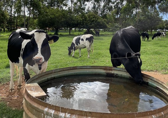 Embrapa lança livro sobre manejo hídrico eficiente e sustentável na pecuária