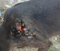 Cão comunitário é vítima de golpes de faca em condomínio de luxo em Maceió