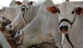 Preço do boi gordo deve estimular compra de gado de corte