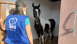 Expoagro 2025: Shopping Mangalarga Marchador oferece vantagens exclusivas de compra