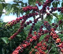 Conab projeta safra recorde de café em 2026, com alta de 17,1%