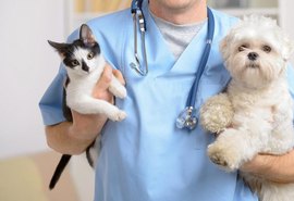 Prefeitura de Penedo promove castração gratuita de cães e gatos