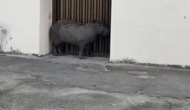 VÍDEO: Capivara avistada em rua da Ponta Grossa é resgatada pelo Batalhão de Polícia Ambiental