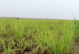 Chuva de janeiro renova ânimo do fornecedor de cana