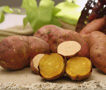 Embrapa apresenta batata-doce biofortificada e de alta produtividade