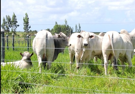 Expoalagoas Genética deverá alcançar R$ 4 milhões em faturamento, estima ACA