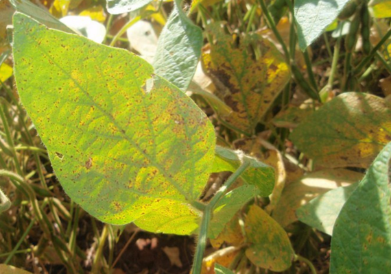 Inicia em janeiro o período de vazio sanitário na produção de soja em AL