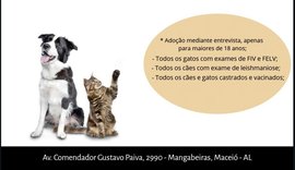 Feira de Adoção de Cães e Gatos no Maceió Shopping