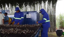 Usina Caeté celebra 60 anos impulsionando inovação e tecnologia no campo