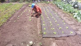 Projeto de inovação tecnológica melhora qualidade no cultivo de hortaliças