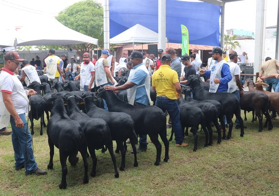 Leilão do Santa Inês oferta melhores da raça na sexta (28) da Expoagro Alagoas