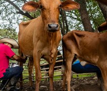 Agroamigo leva tecnologia e eficiência à agricultura familiar em Alagoas