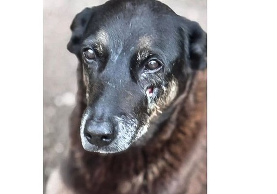 Caso Orelha: o que já se sabe sobre a morte do cão em Santa Catarina