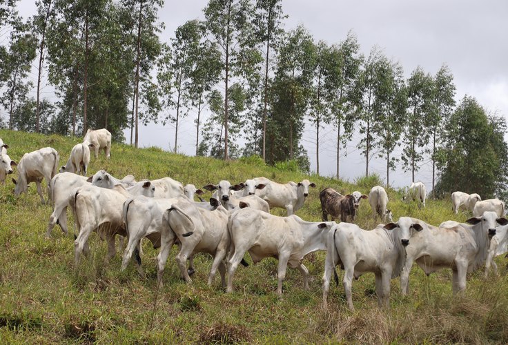 Pastejo ultra adensado conquista espaço em Alagoas