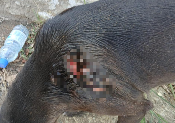 Cão comunitário é vítima de golpes de faca em condomínio de luxo em Maceió