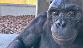 Estudo de cientista brasileira mostra que bonobo raciocinava sobre objetos imaginários